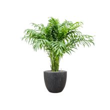 Raindrop Couple Anthracite ghiveci decorativ
