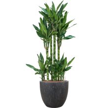 Raindrop Couple Anthracite ghiveci decorativ