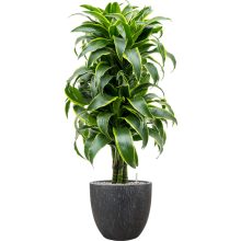 Raindrop Couple Anthracite ghiveci decorativ