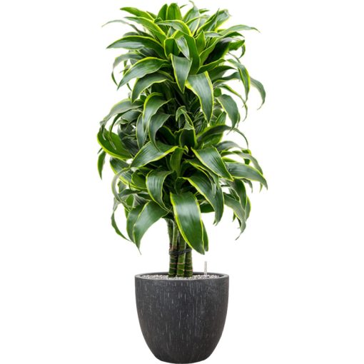 Raindrop Couple Anthracite ghiveci decorativ