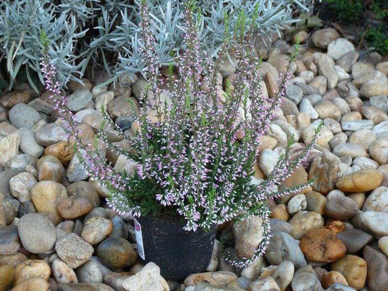 Calluna vulgaris Calluna vulgaris